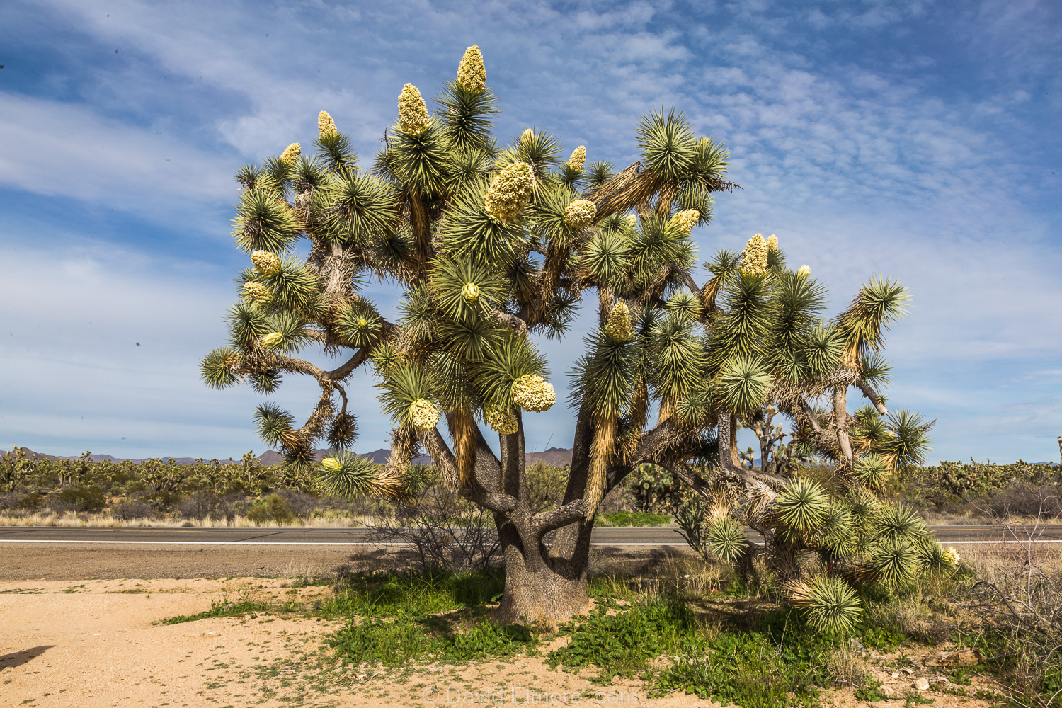 u2 the joshua tree cover lake mead