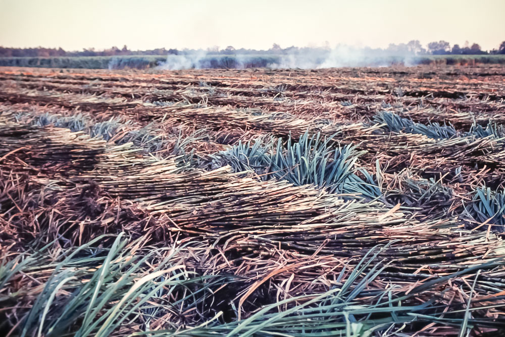 1980 Sugar cane harvest