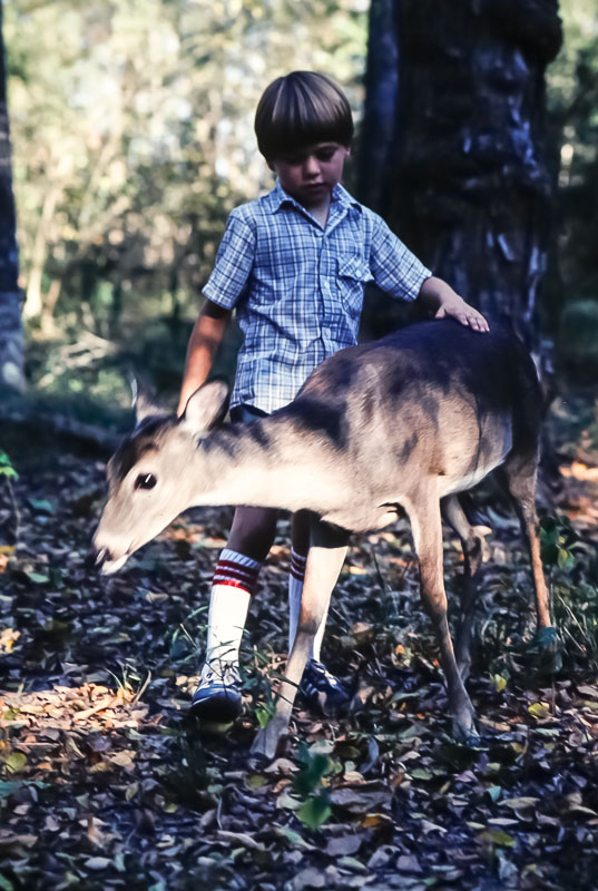 1980 Andrew with very tame deer