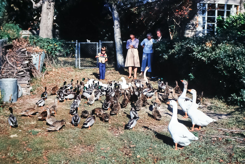 1980 Thornton and Lou’s flock
