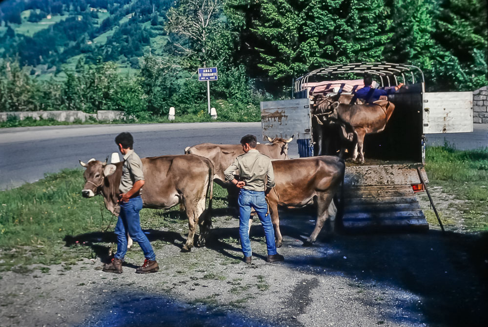 Italian herdsmen, June 1986