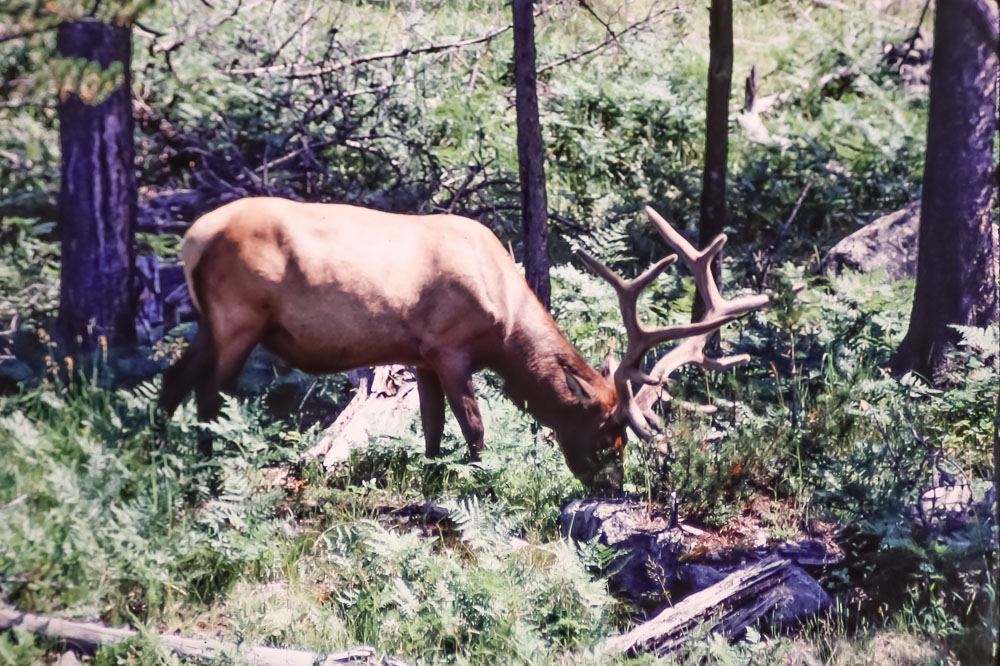Yellowstone elk, 2987