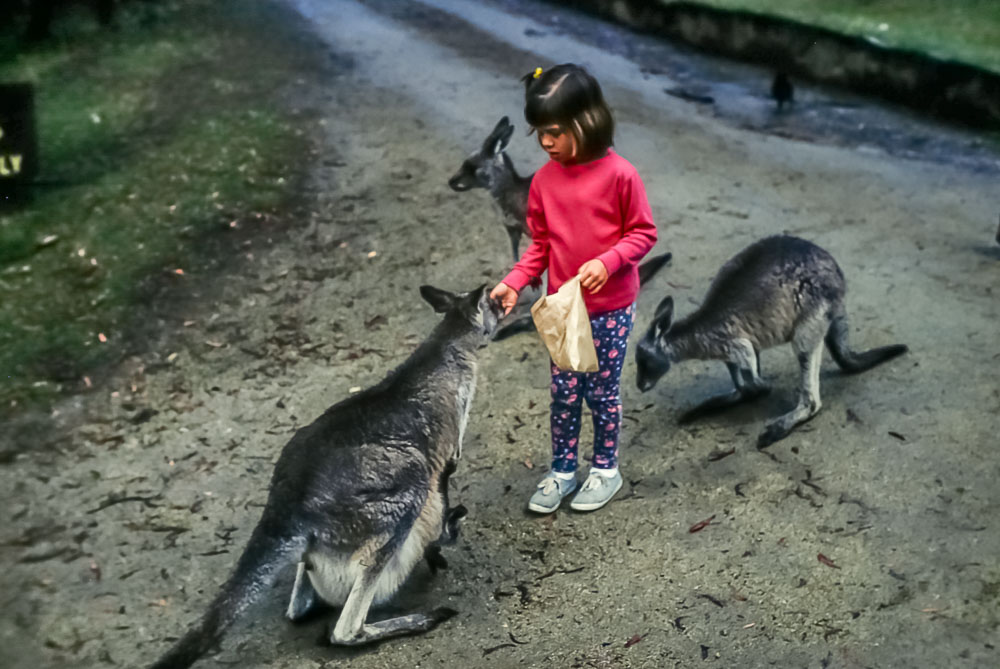 1996 Amanda feeding the kangaroos on Mt. Kosciusko
