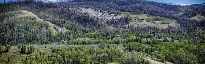 Gros Ventre Wilderness I