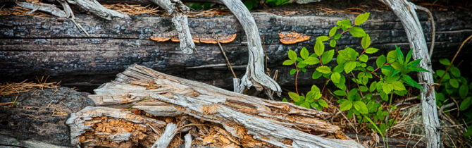 Tetons and Taggart Lake trail