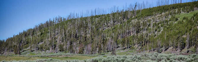 Yellowstone Falls and River