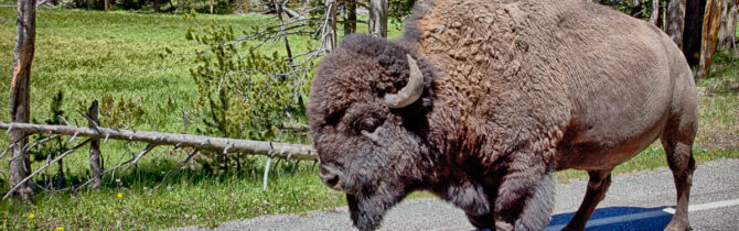 Yellowstone Falls and River