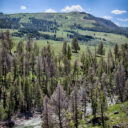 Yellowstone Falls and River