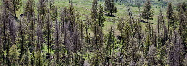 Yellowstone Falls and River