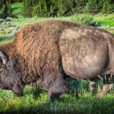 Theodore Roosevelt National Park