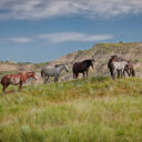 Theodore Roosevelt National Park