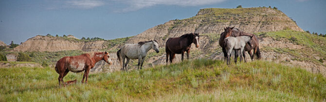 Theodore Roosevelt National Park