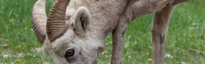 Waterton Lakes National Park