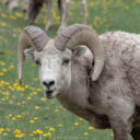 Waterton Lakes National Park