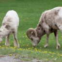 Waterton Lakes National Park