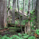 Wrangell to Petersburg