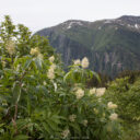 Mendenhall Glacier