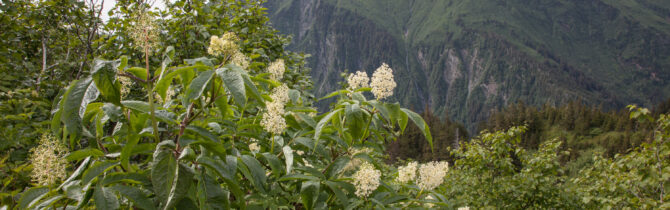 Mendenhall Glacier