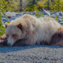 Alaska Highway to Tok