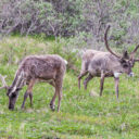 Denali Wildlife
