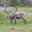 Denali Wildlife