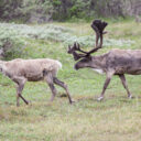 Denali Wildlife
