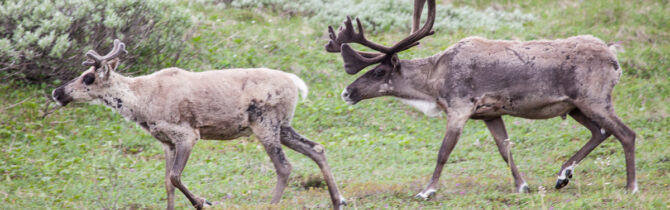 Denali Wildlife