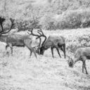 Denali Wildlife