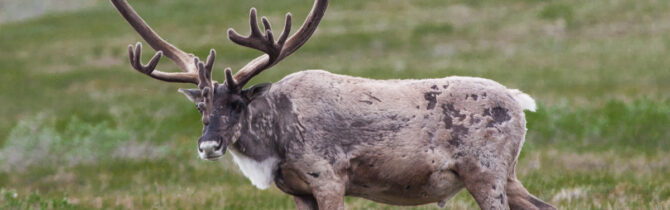 Denali Wildlife