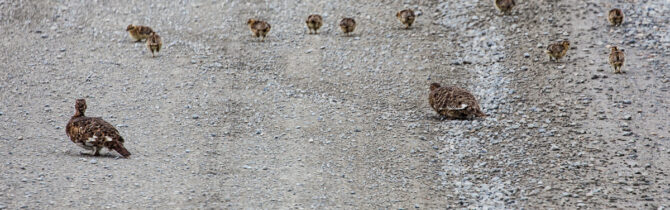 Denali Wildlife
