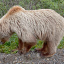 Denali Wildlife