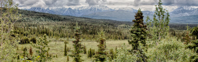 Denali Wildlife