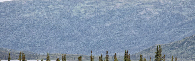 Denali Wildlife