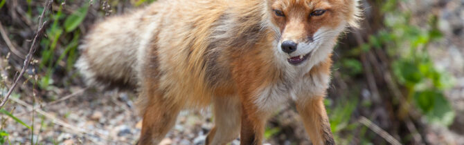 Denali Wildlife