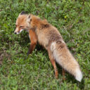 Denali Wildlife