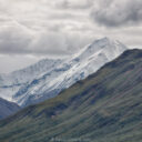 Denali Wildlife