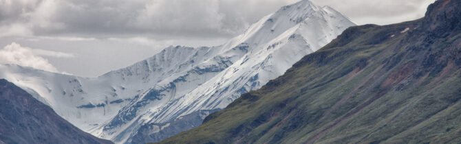 Denali Wildlife