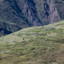 Denali Hike