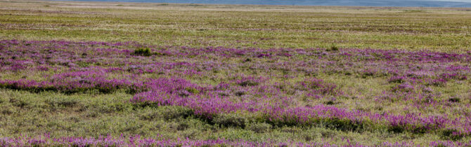 Dalton Highway II