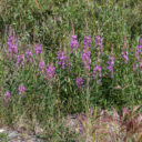 Dempster Highway