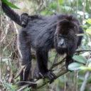 Community Baboon Sanctuary