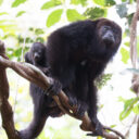 Community Baboon Sanctuary