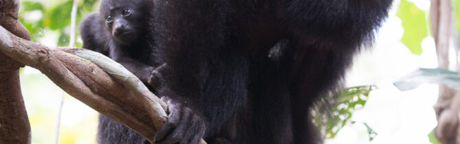 Community Baboon Sanctuary