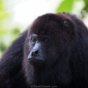 Community Baboon Sanctuary