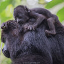 Community Baboon Sanctuary