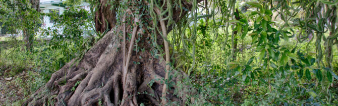Crooked Tree Bird Sanctuary