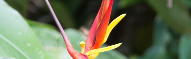 Mayflower Bocawina National Park