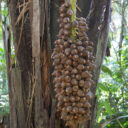 Mayflower Bocawina National Park
