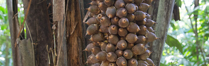 Mayflower Bocawina National Park