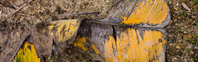 Mayflower Bocawina National Park